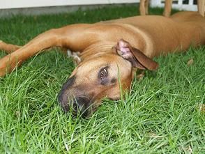 Enjoying the grassy yard
