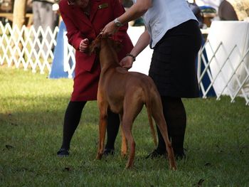 When Pepper at 18 mo. went Reserve WB to a Five Point Major in Ocala FL 11-20-11 Gooo Pep!!
