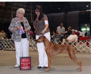 Pepper's Birthday Weekend she earned her first 2 points towards her Championship in Fort Meyers May 26, 2012 Thank you Judge Mrs. Lee Canalizo This is my favorite pics out of all her win pics so far. Meyers was the photographer.
