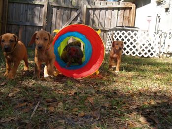 Loving the Tunnel, agility dogs
