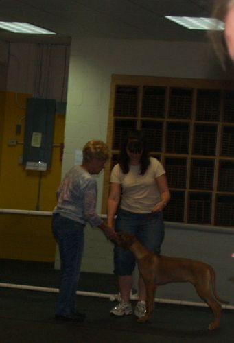 Roxy in handling class for conformation at 4 mos old
