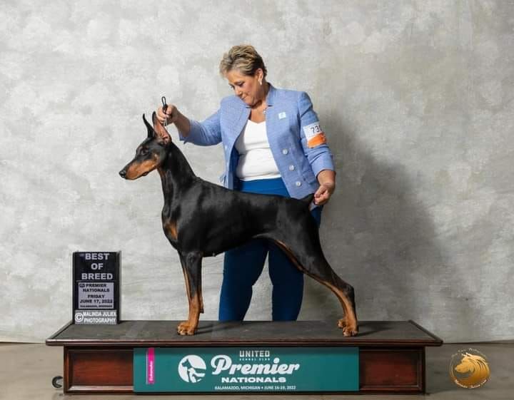 Kettle 2024 cove dobermans