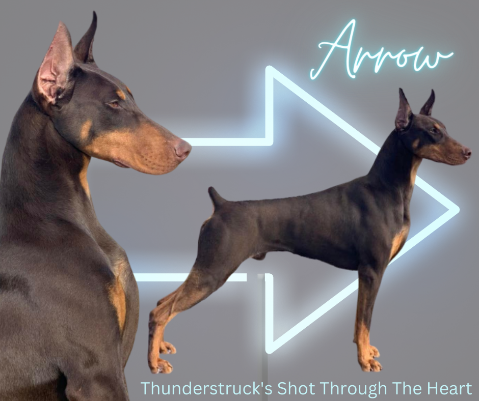 thunderstruckdobermans Arrow