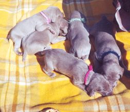 Demi/Indy pups - first day outside....March 2001
