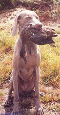 Demi with a good retrieve to hand...
