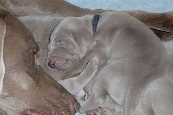 Resting with Mum...
