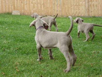 Playing in the backyard...
