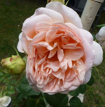 Papi Delbard..one of my climbing roses, strong perfume..
