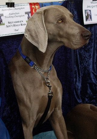 Above: Zac ~ 2nd Place in Australian Bred Dog Class - Melbourne Royal 2008...
