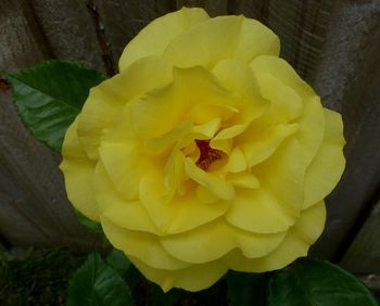 Friesia in full bloom..a striking yellow rose with double blooms. Has a distinct friesia perfume...
