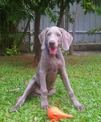 Looking cute in the yard...
