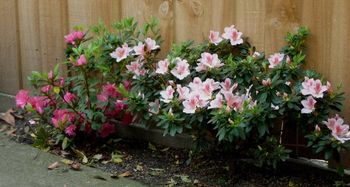 My beautiful Azaleas..
