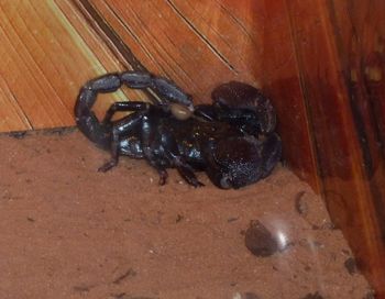 An African Scorpion..
