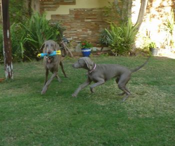 Miles & Millie playing...
