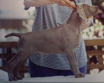 Bronson (Ch Silvasheen Capuccino Kid) @ 7 weeks old ~ November 1992...
