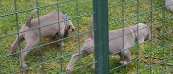 Good reach & drive @ 4 weeks old...Oska/Bree pups 2010
