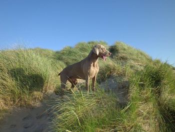 On the dunes...
