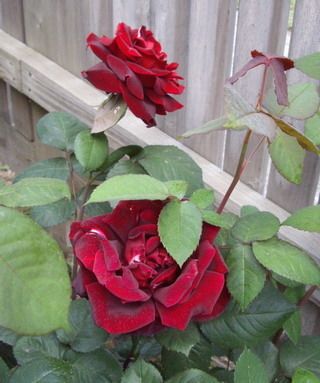 Papa Meilland - a heavily perfumed, dark red rose...
