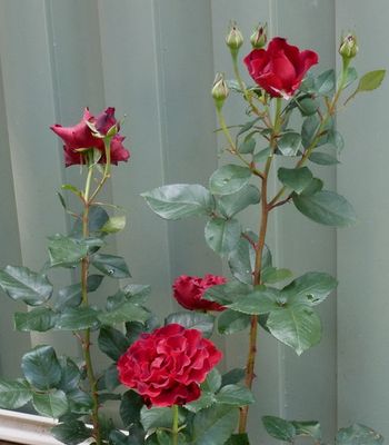 Hommage a Barbara. Intense deep blood-red colorings with beautifully fluted, outward curved petals which age to deeper rouge, almost black.
