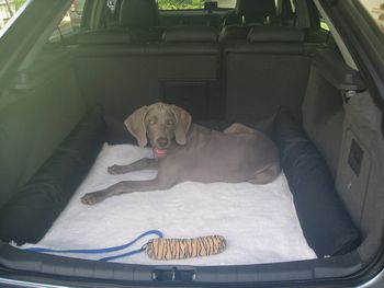 Being a good boy in the car...
