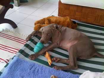 Miles on his day bed...
