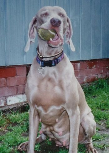 Being a goober @ 6 wks in whelp !
