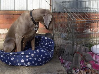 Grandma Skye keeping an eye on the babies...
