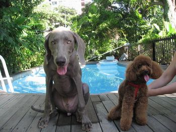 Miles @ 5 months old...by the pool with friend Kiki..
