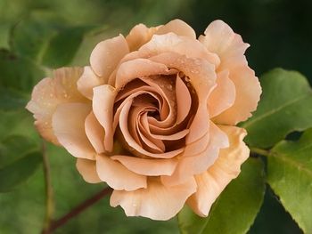 Julia's Rose - Unusual rose, with coffee coloured petals, minimal perfume..
