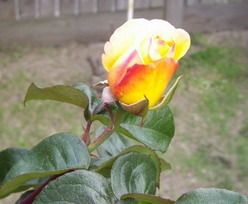Kabuki - Brilliant, deep yellow blooms. Minimal perfume. One of my oldest roses...
