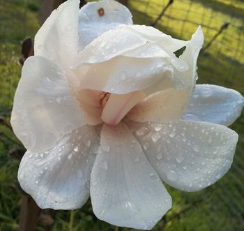 Not a rose, but my gorgeous Magnolia's first bloom !
