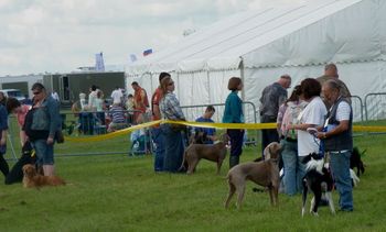 A Weimaraner in the pet parade..
