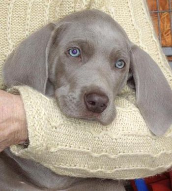 AJ @ 8 wks, having a cuddle with Carol.. August 2007
