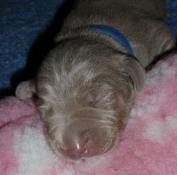 Oska/Bree puppy December 2011...
