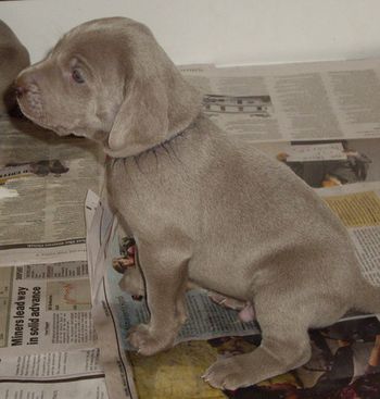 Dark Blue Boy @ 4 weeks old..
