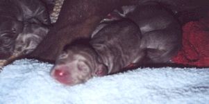 Demi/Trad puppy 1 week old - 1997...
