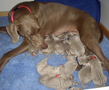An exhausted Bree & her babies..
