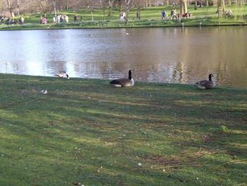 Ducks at St James Park...
