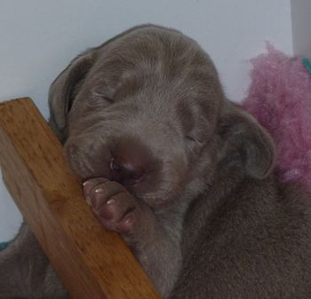 Oska/Bree puppy - 11 days old (December 2011)...
