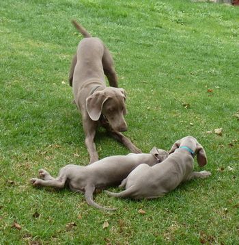 Bree playing with her kids..
