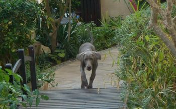 Checking out the garden...
