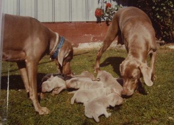 Tara with Callie & her pups ~1988...
