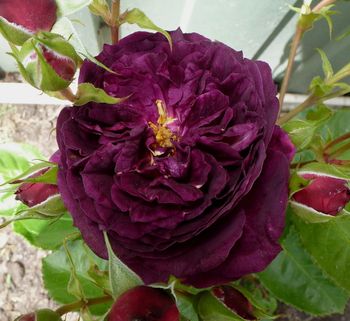 Ebb Tide in full bloom. Dusky deep purple buds open into velvet plum. Has an intense clove fragrance...

