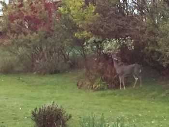 Deer in Dryden!
