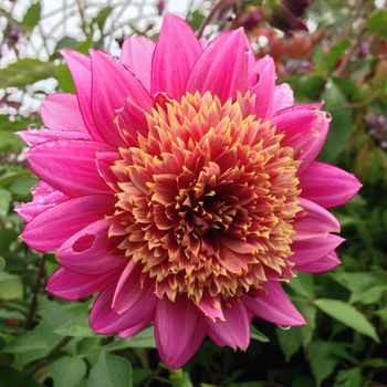 One of the thousands of blossoms in Velvet's Lunenburg garden.
