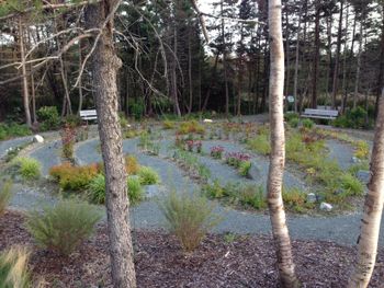 The beautiful wild flower labyrinth at Church of the Good Shepherd in Mount Pearl.
