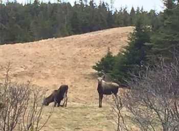 Moose! On the Skerwink Trail, Port Rexton, NL.
