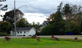 Driving through St. Andrews, we saw this little gathering just to the side of the road...
