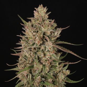 【人気No.1】霞の境GrapeGod H4CBH 1mlグレープゴッド62 人気No.1】霞の境GrapeGod H4CBH 1.0mlグレープゴッド09 強体感】霞