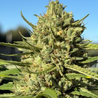 Greenshock Farms - Flowers